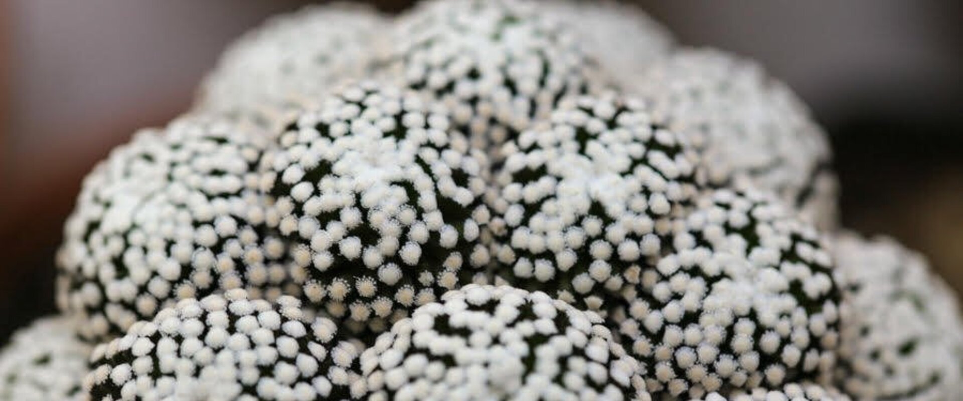 Mammillaria luethyi