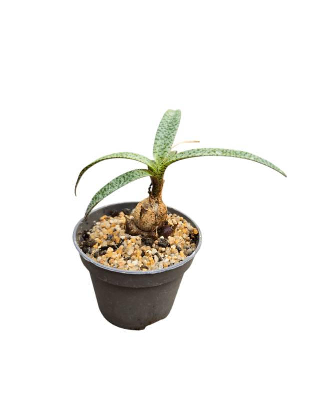 Ledebouria socialis miner