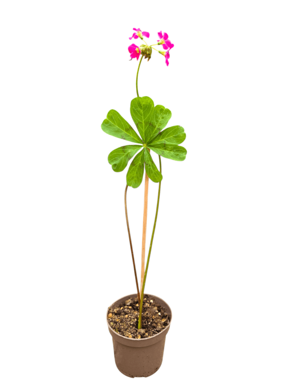 Oxalis lasiandra