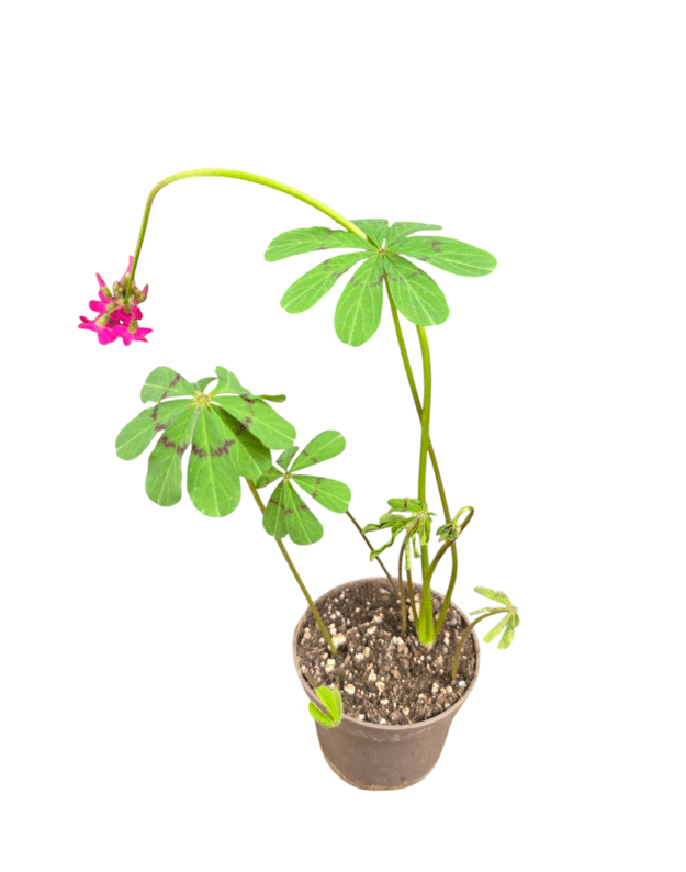 Oxalis lasiandra
