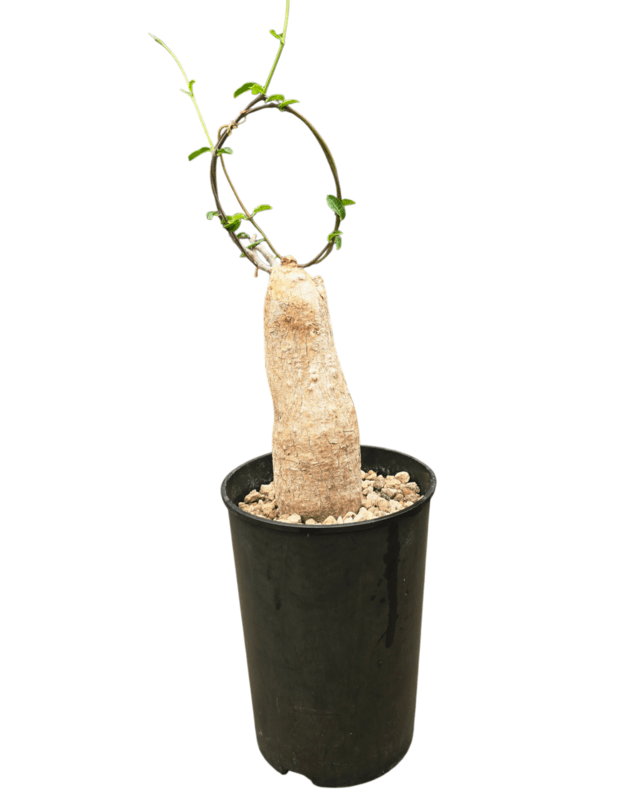 Fockea edulis 