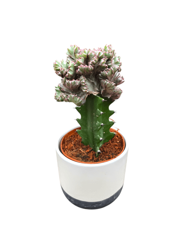 Euphorbia lactea cristata + keraminis vazonas