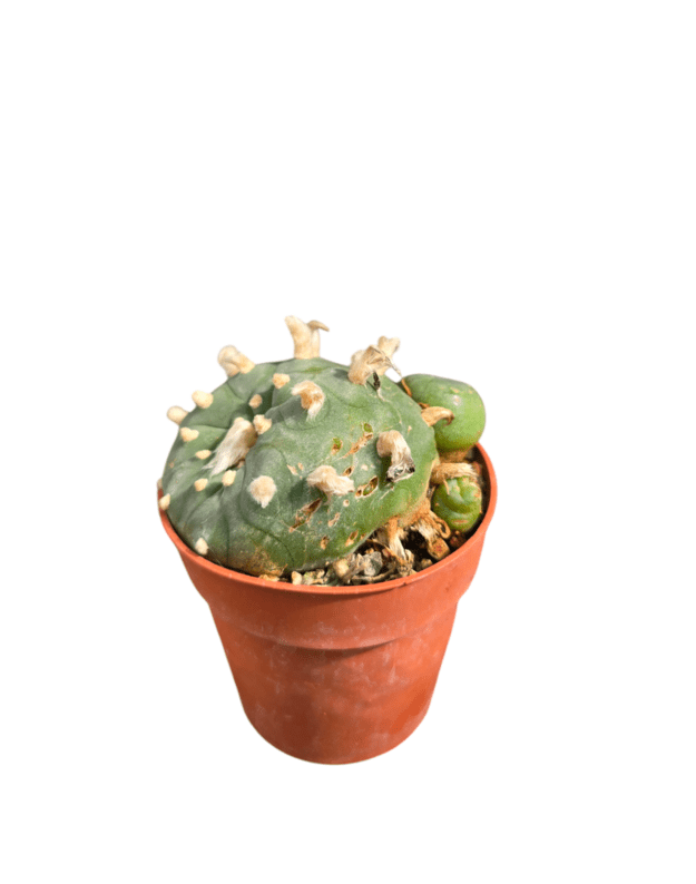 Lophophora diffusa 1