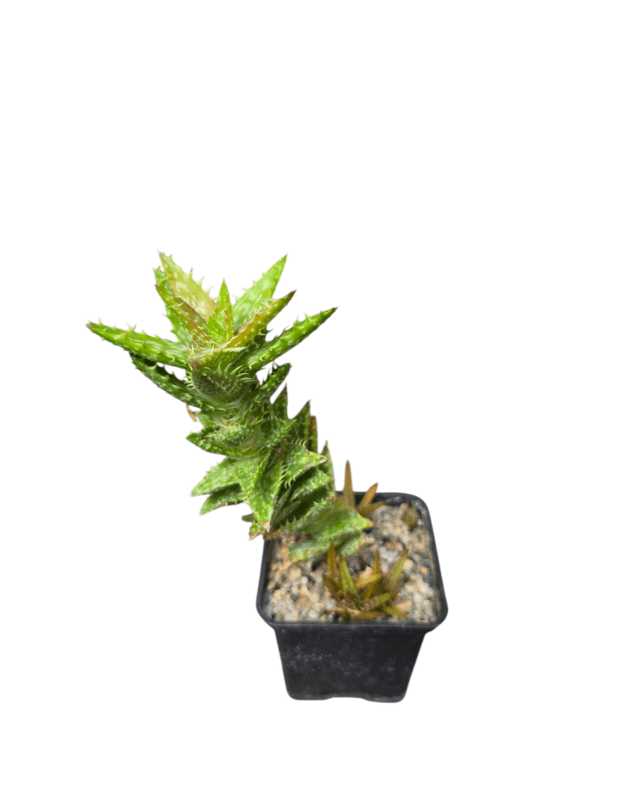 Aloe juvenna