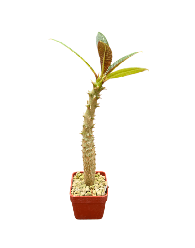 Pachypodium baronii