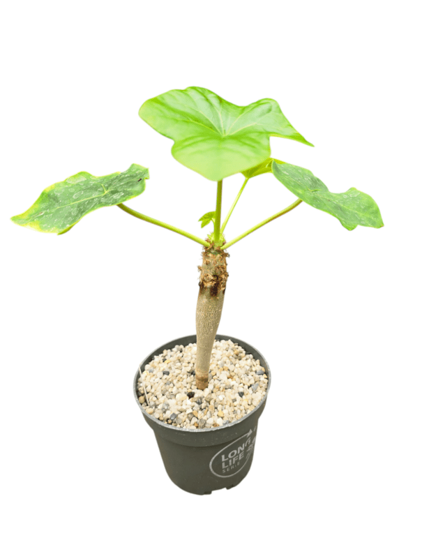 Jatropha podagrica (geltoni žiedai)
