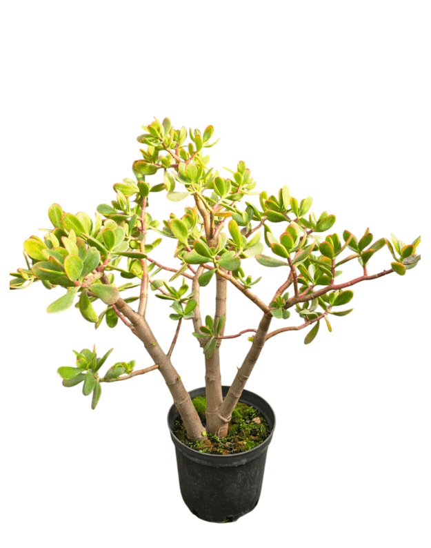 Crassula ovata sunset