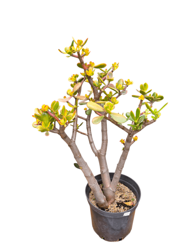 Crassula ovata sunset