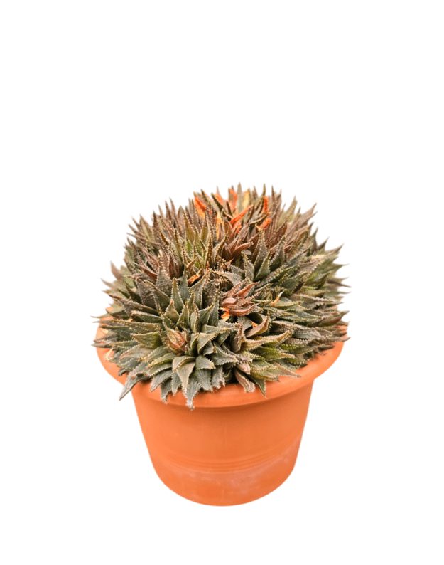 Haworthia maraisii