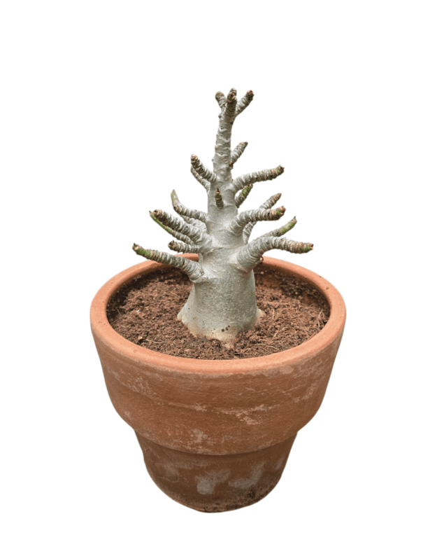 Adenium arabicum 1 (keraminis vazonas+lėkštutė)