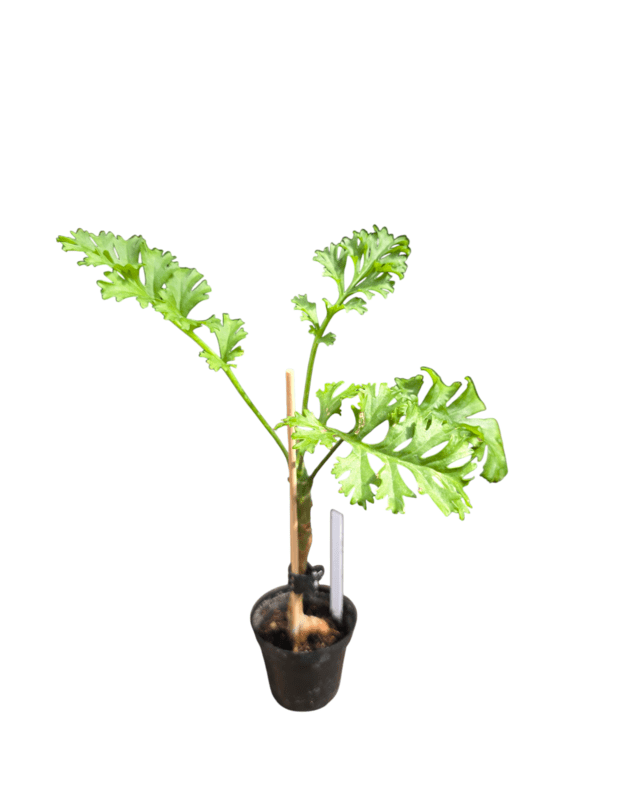 Pelargonium carnosum