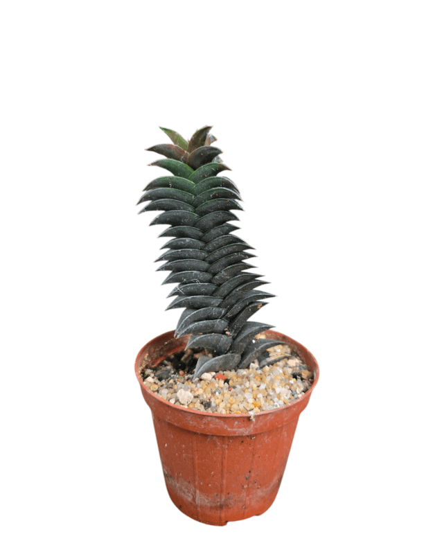 Haworthia viscosa