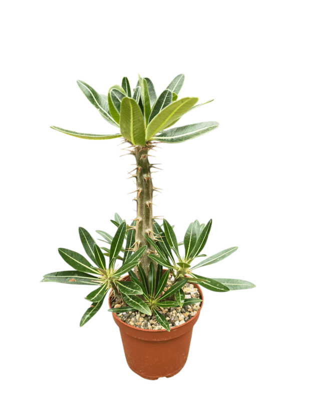 Pachypodium rosulatum 