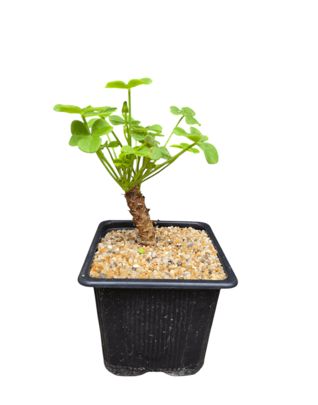 Oxalis megalorrhiza