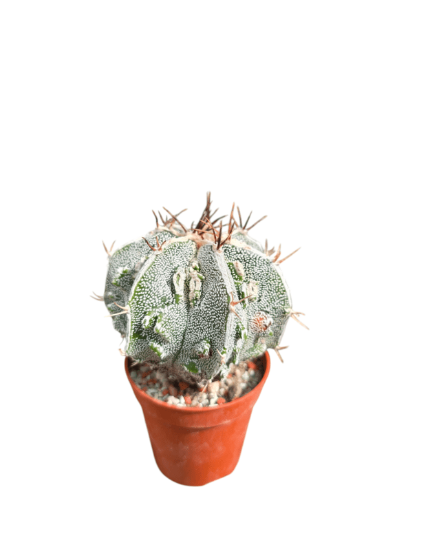 Astrophytum ornatum fukuryu