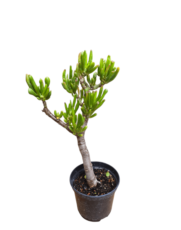 Crassula ovata hobbit