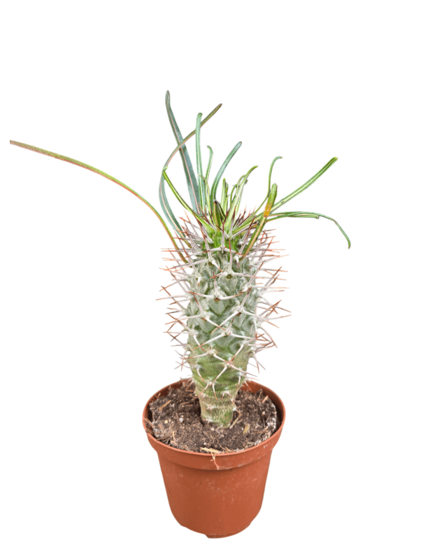 Pachypodium geayi