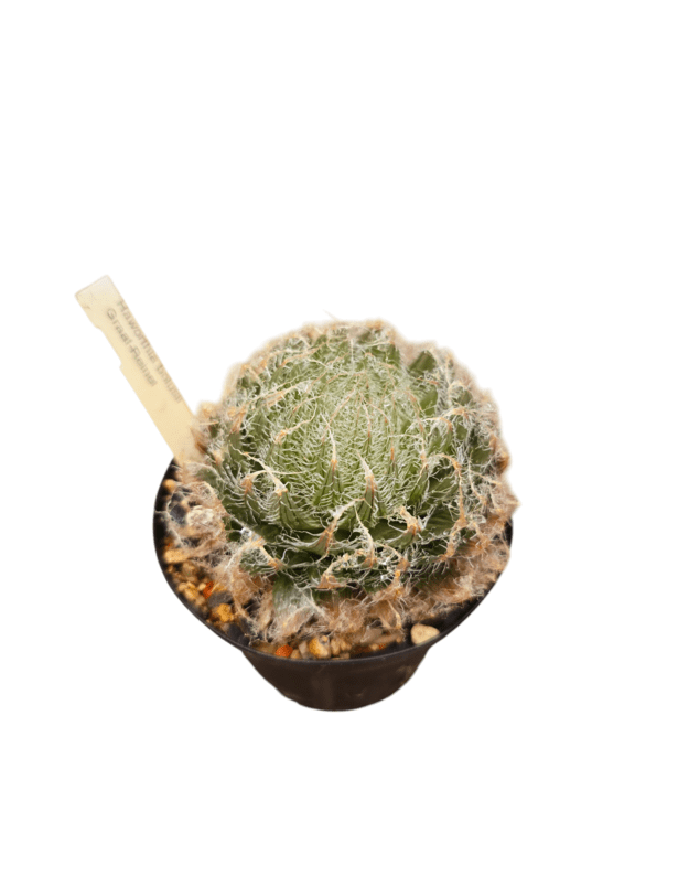Haworthia bolusii