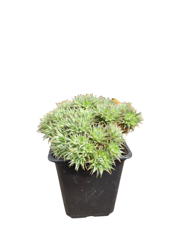 Abromeitiella brevifolia