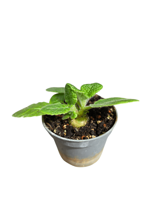 Sinningia bullata