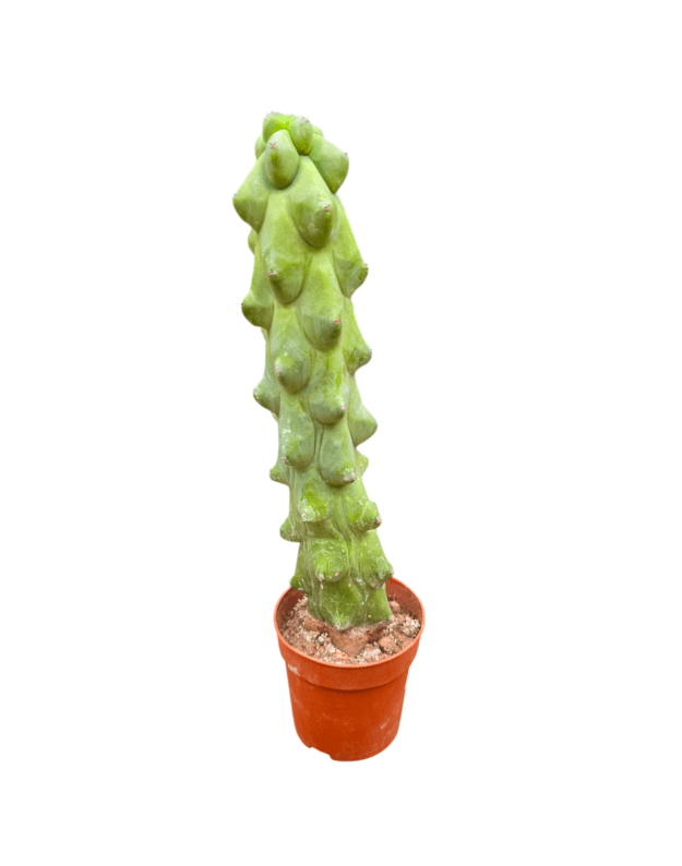 Myrtilocactus geometrizans fukurokuryuzinboku