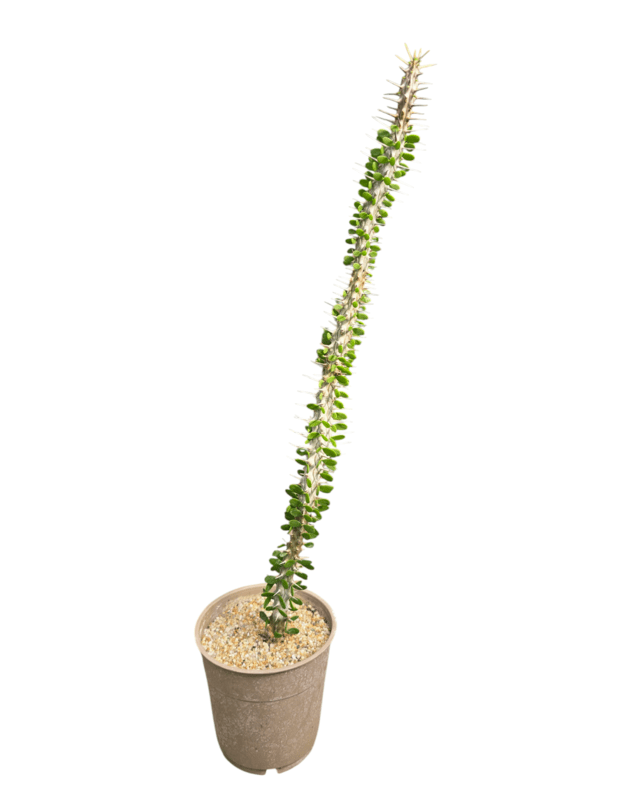 Alluaudia procera