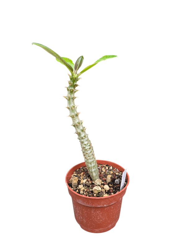 Pachypodium baronii