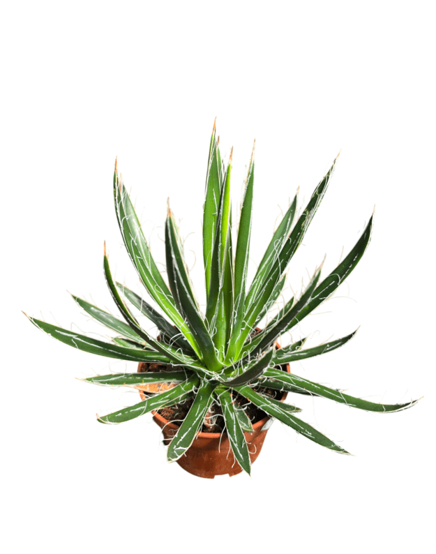 Agave filifera
