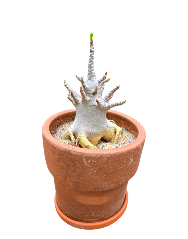 Adenium arabicum 2 (keraminis vazonas+lėkštutė)