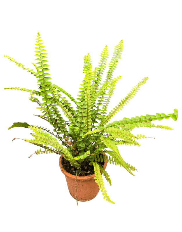 Nephrolepis cordifolia duffii