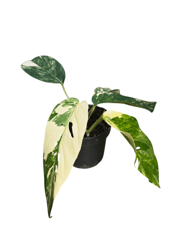 Epipremnum pinnatum variegata 