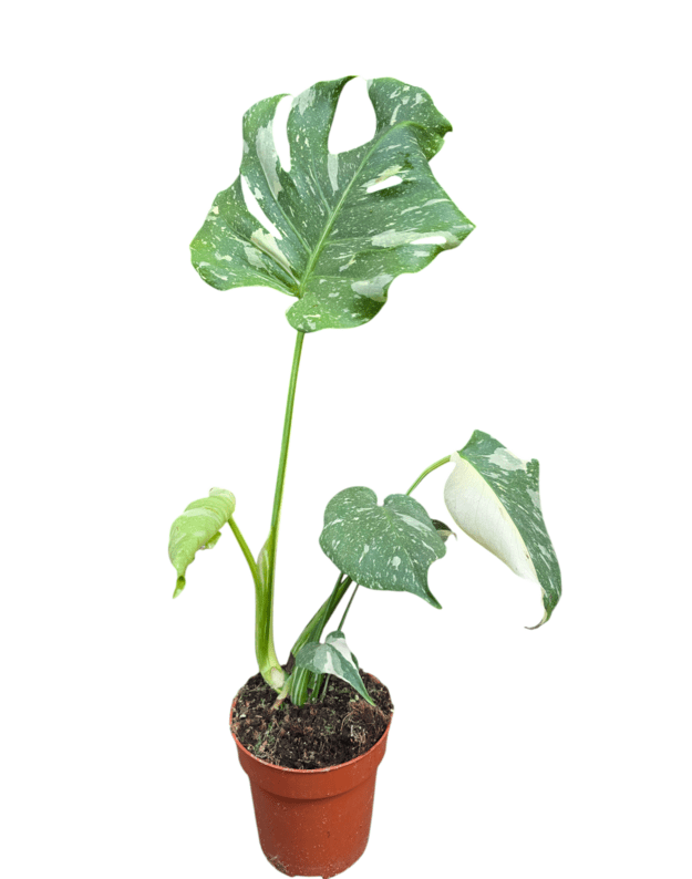 Monstera thai constellation