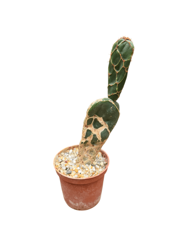 Opuntia reticulata cobra