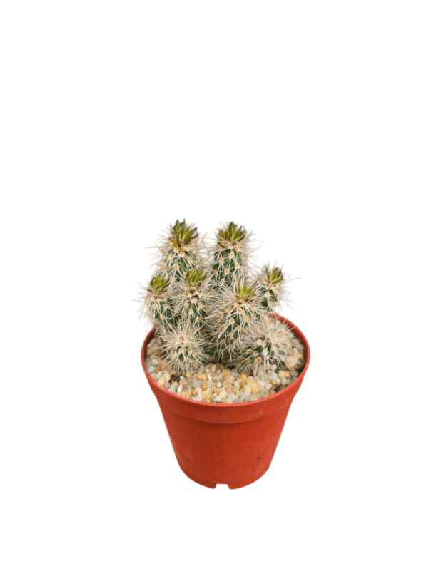Opuntia spinosior