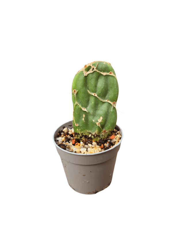 Opuntia reticulata cobra