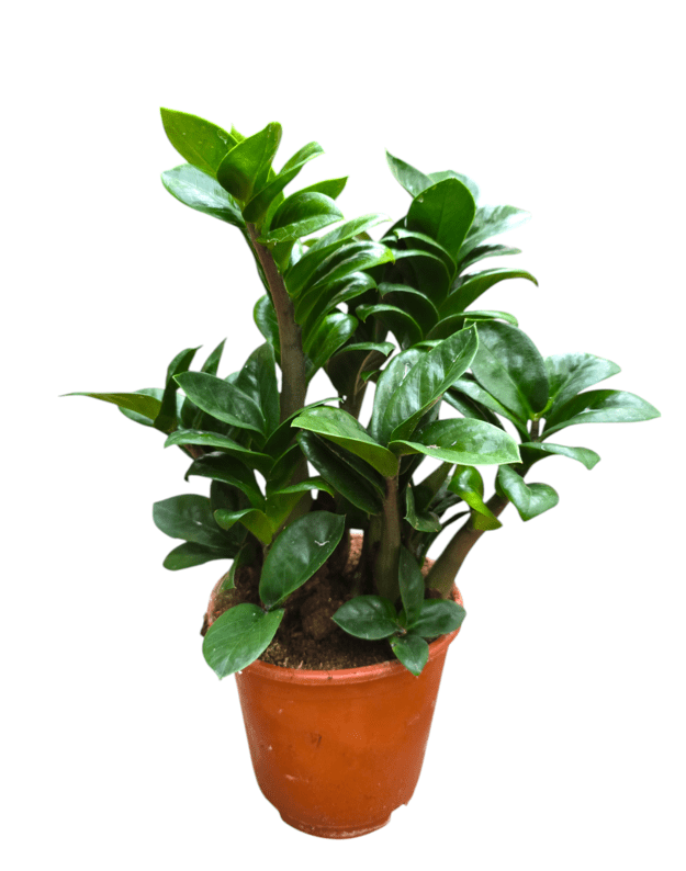 Zamioculcas zenzi