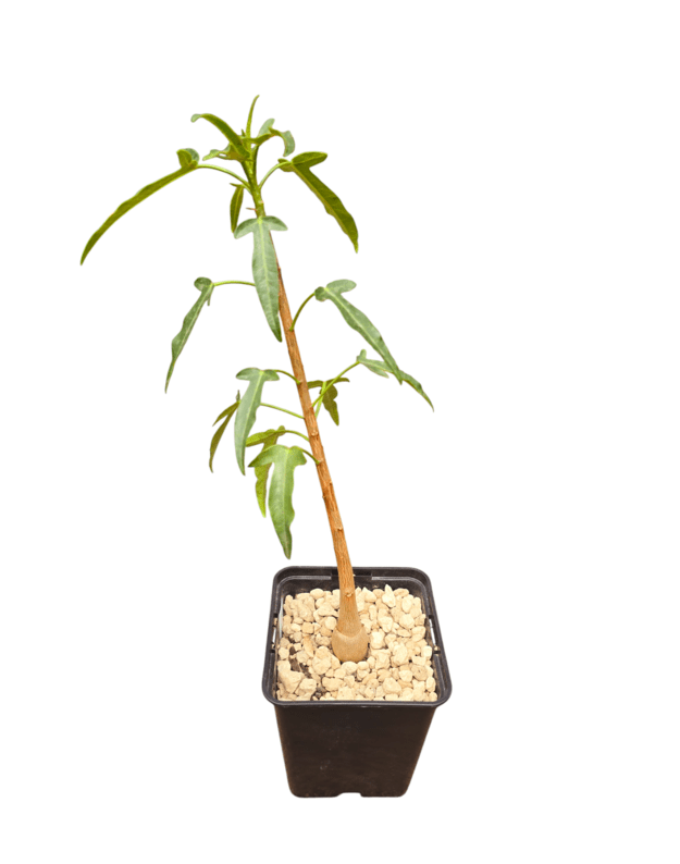 Jatropha capensis