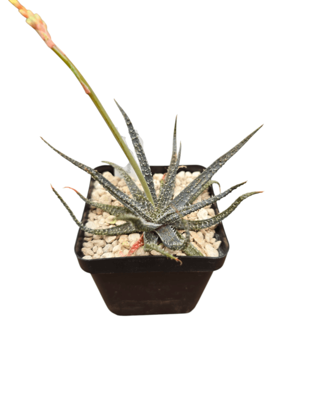Aloe parvula
