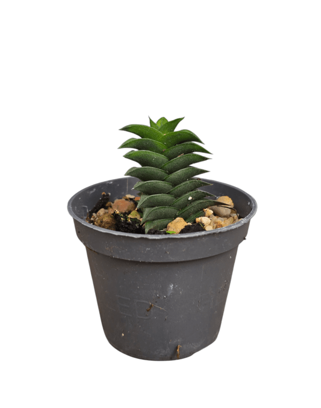 Haworthia viscosa