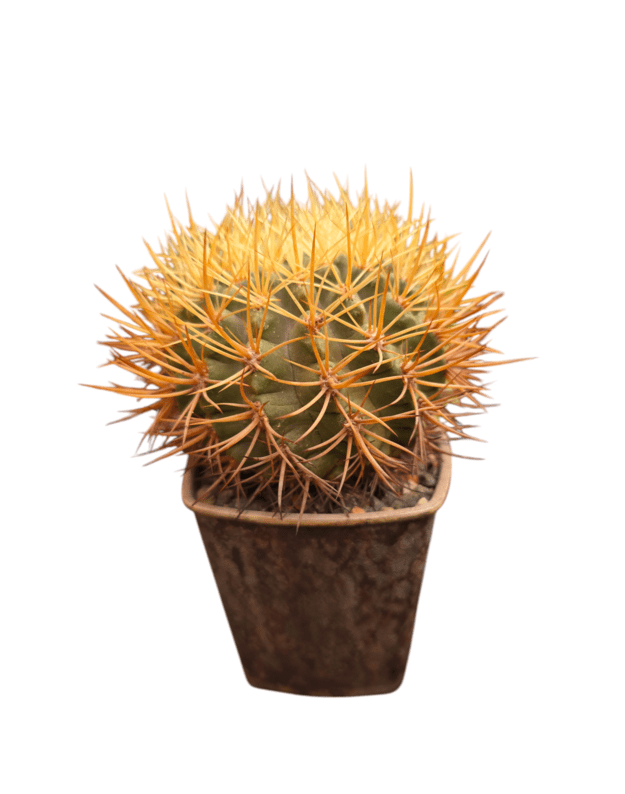 Pyrrhocactus spec.hatatame typ b
