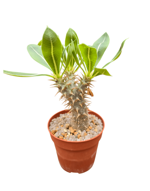 Pachypodium densiflorum