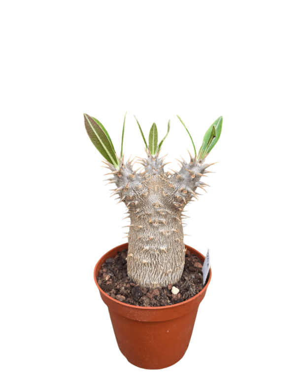 Pachypodium horombense