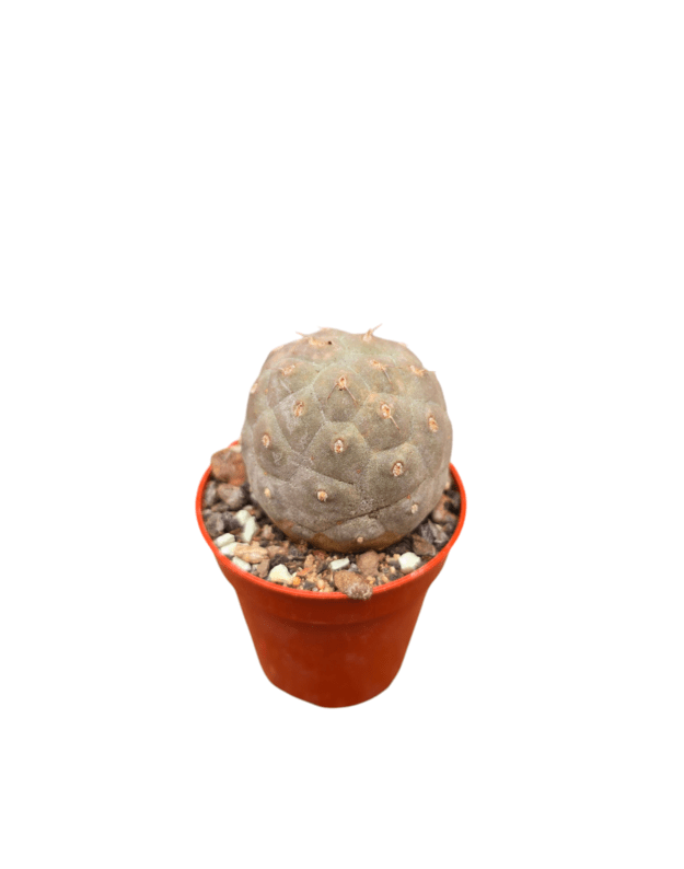 Tephrocactus geometricus