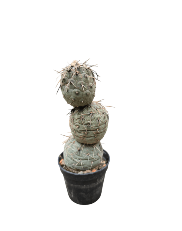 Tephrocactus geometricus 4
