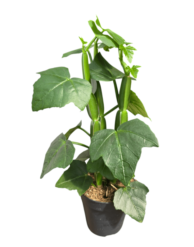 Cissus quadrangularis 