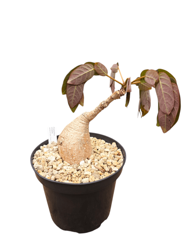 Phyllanthus mirabilis