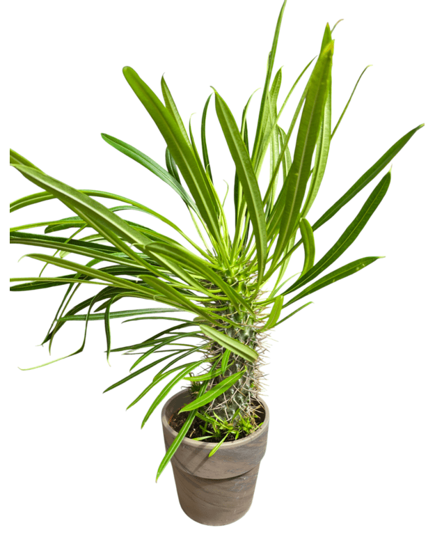 Pachypodium lamerei