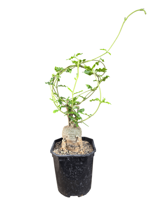 Fockea edulis
