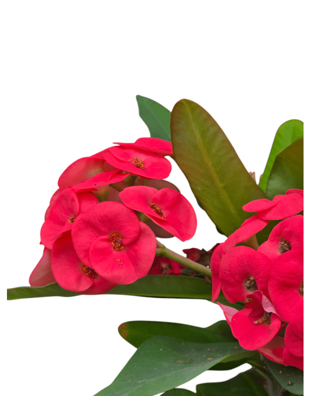 Euphorbia milii (raudona) 1
