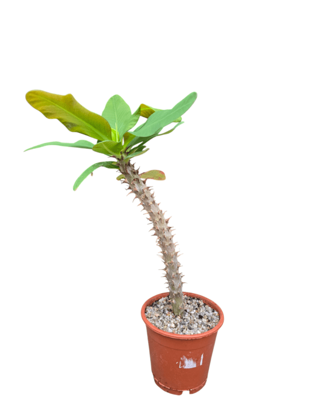 Euphorbia milii (raudona)